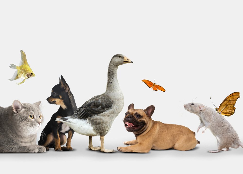 Crazy Pet Name Generator