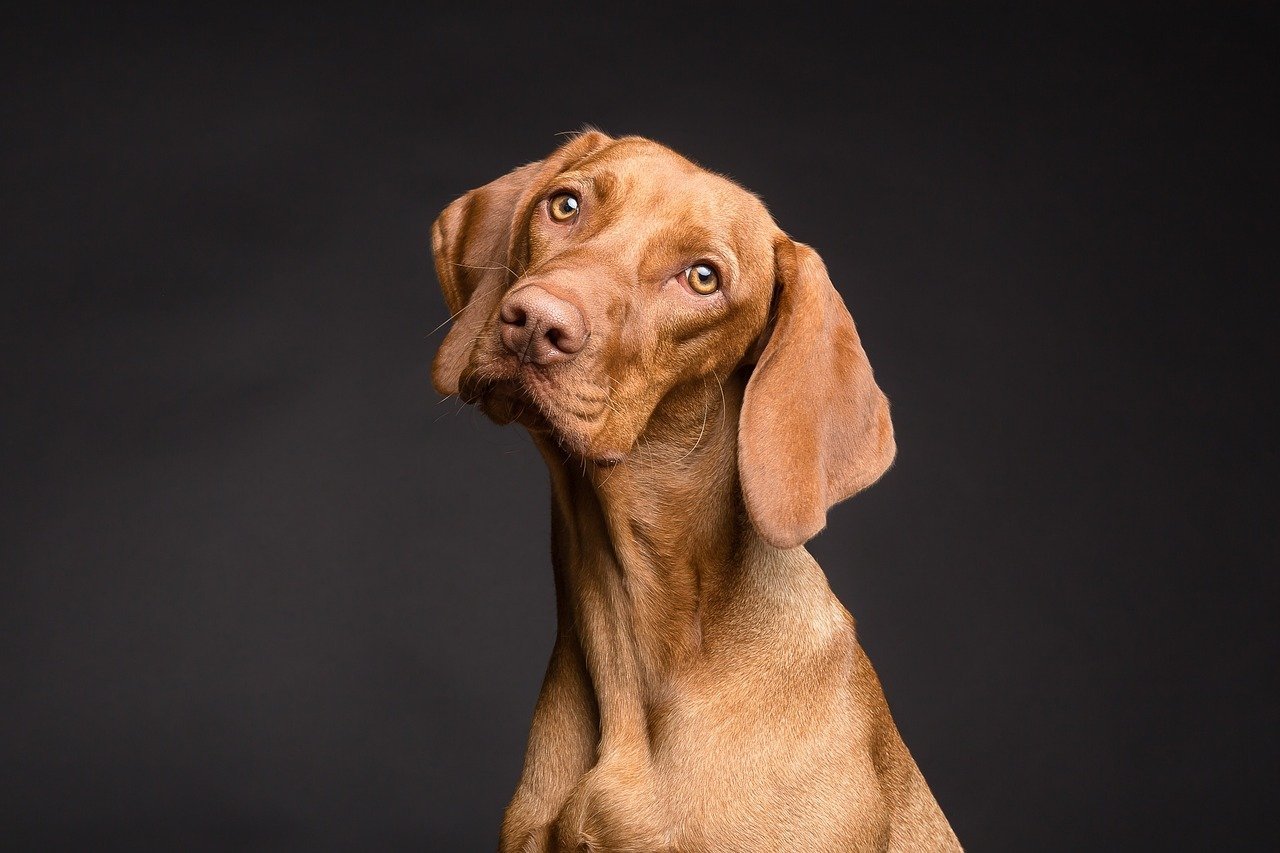 Dog Years Calculator