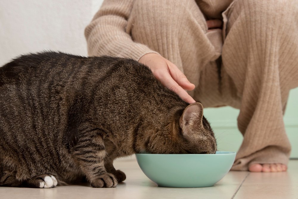 Cat Weight Calculator