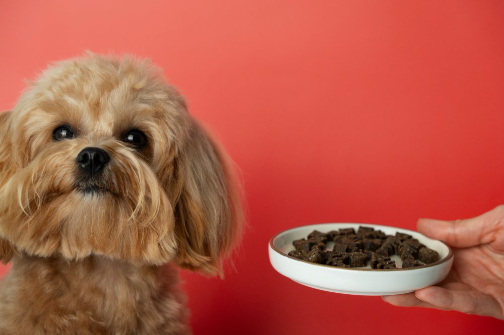 Dog Weight Quiz